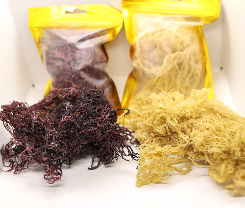 Gold & Purple Seamoss (2oz)